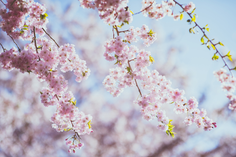白無垢で春のフォトプランをされたCUCURUの和装花嫁さまをご紹介いたします。