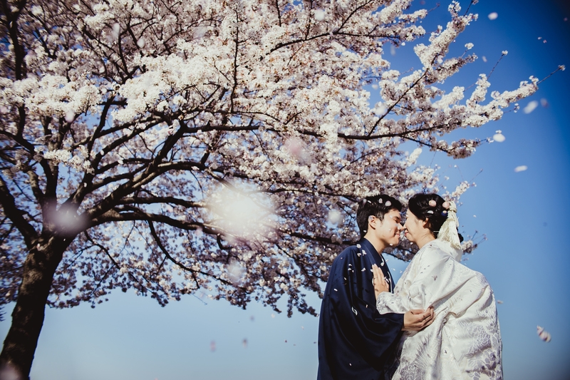 桜吹雪の中、白無垢で前撮りロケーション撮影された和装花嫁さまをご紹介いたします。