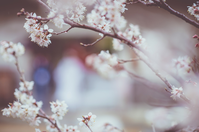 白無垢でロケーション撮影をされたCUCURUの和装花嫁さまをご紹介いたします(白無垢)
